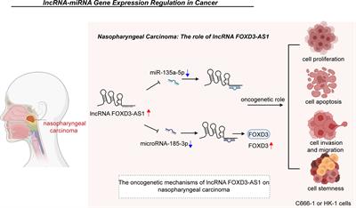 Emerging Roles and Mechanisms of lncRNA FOXD3-AS1 in Human Diseases